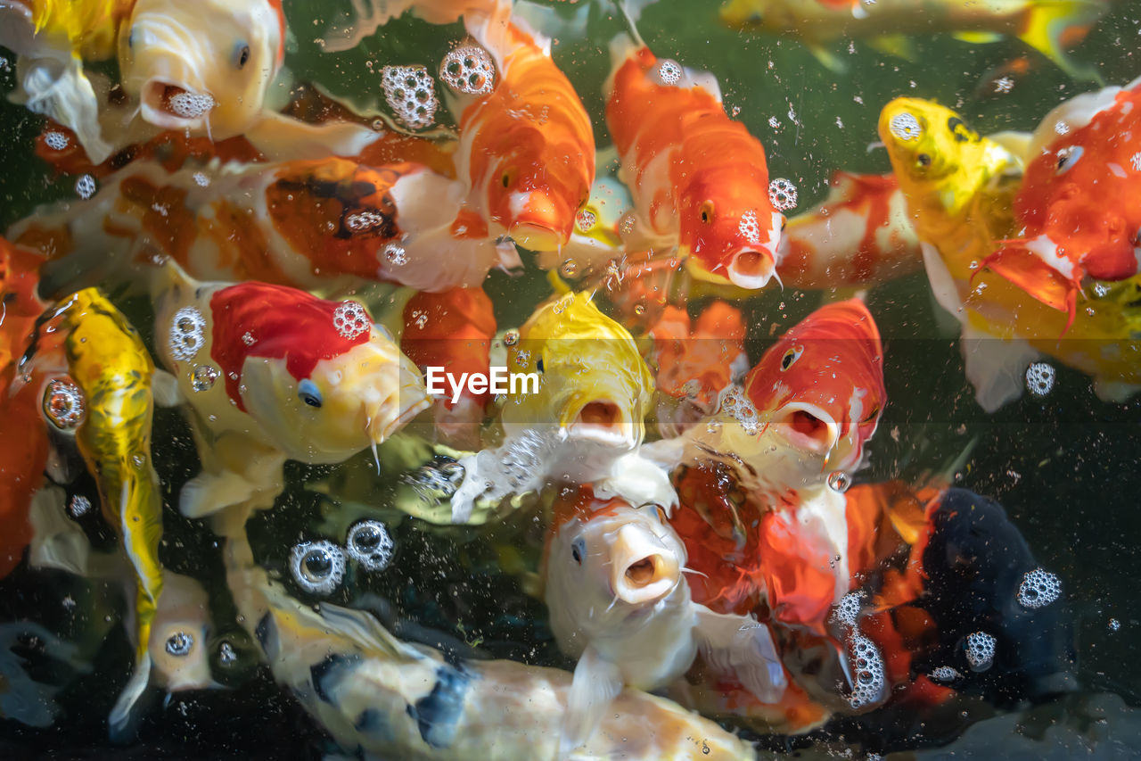 Koi carps swimming in pond