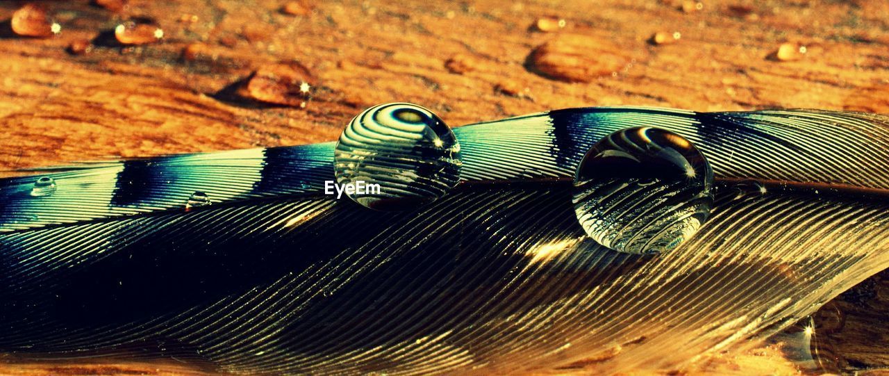 High angle close-up view of water drops on feather