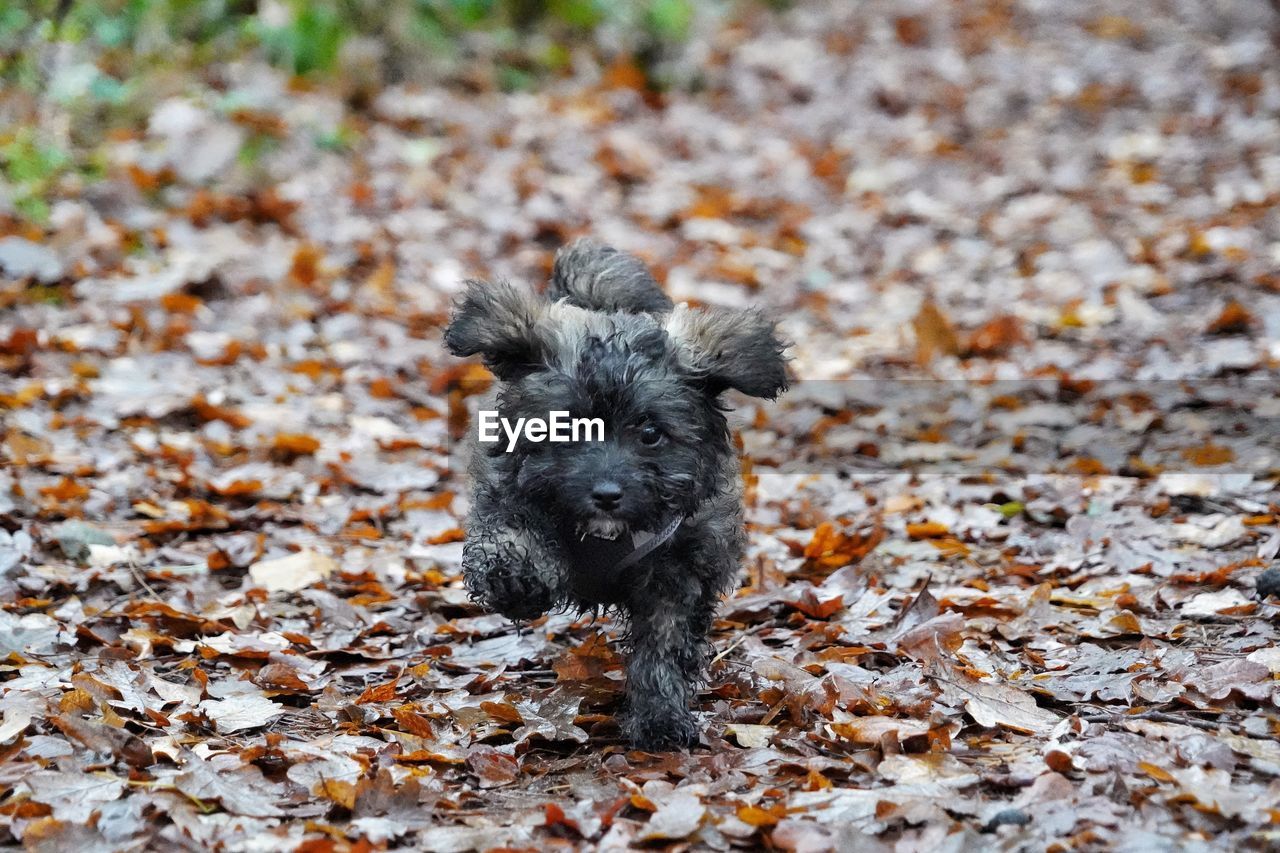 one animal, animal themes, animal, mammal, domestic animals, pet, canine, dog, autumn, plant part, leaf, no people, wildlife, day, nature, land, puppy, terrier, black, portrait, looking at camera, field, outdoors, close-up, animal wildlife, dry, selective focus