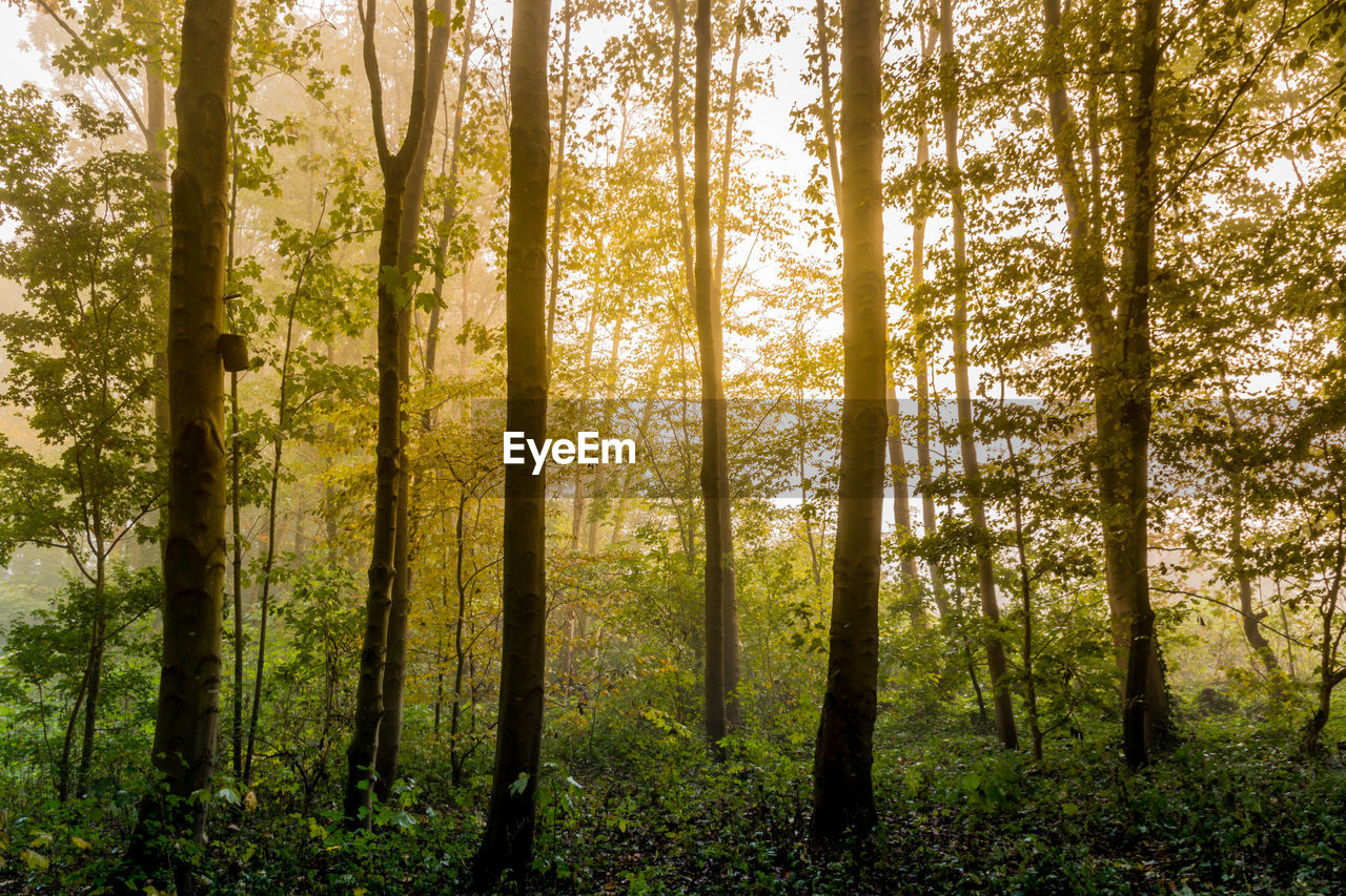 Trees growing on field in forest during sunset