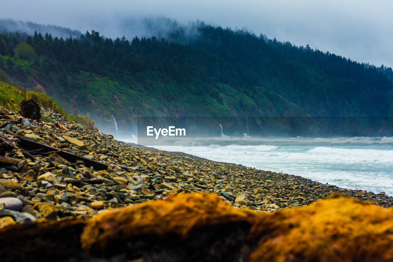 Oregon - where the forest meets the sea
