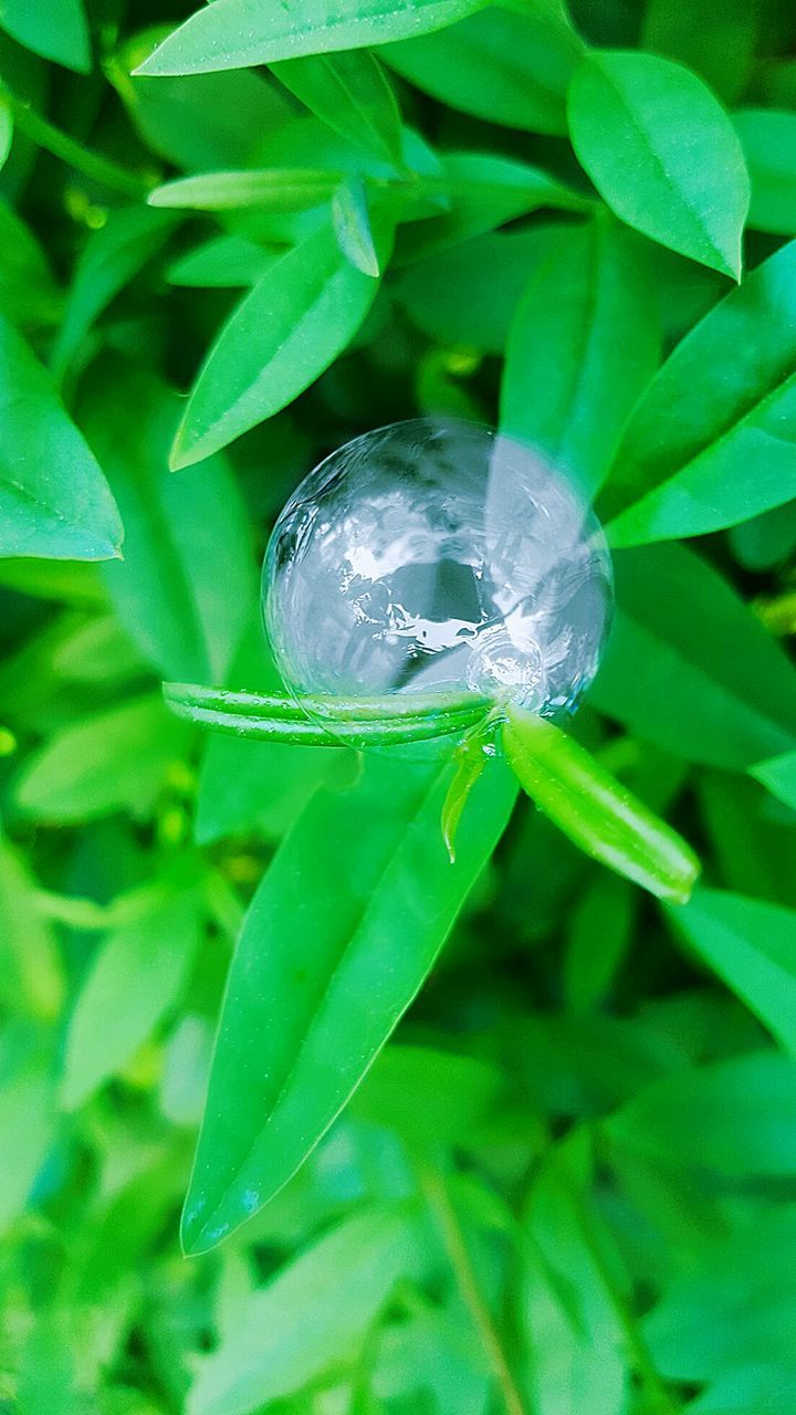 CLOSE-UP OF INSECT ON LEAF