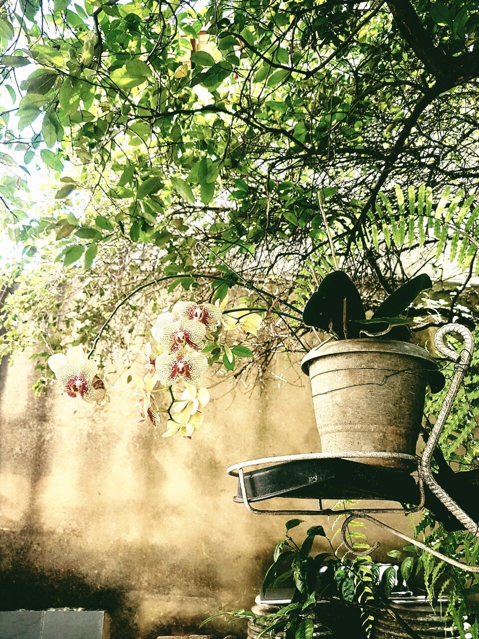 VIEW OF TREE IN GARDEN