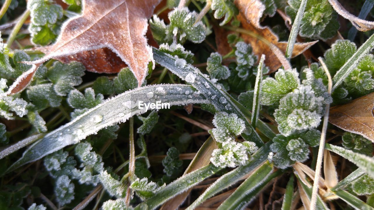 Close-up of frozen plants during winter