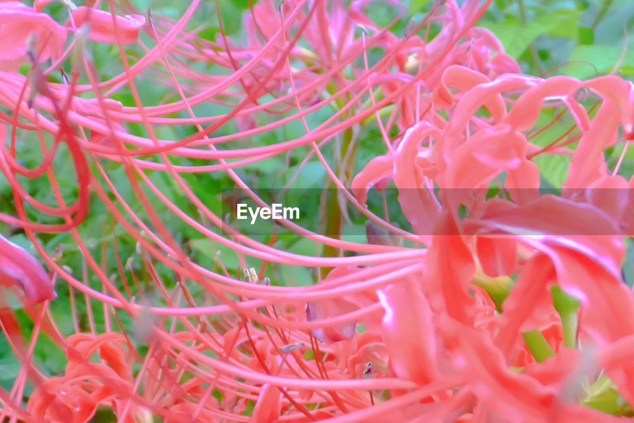 Full frame of spider lilies