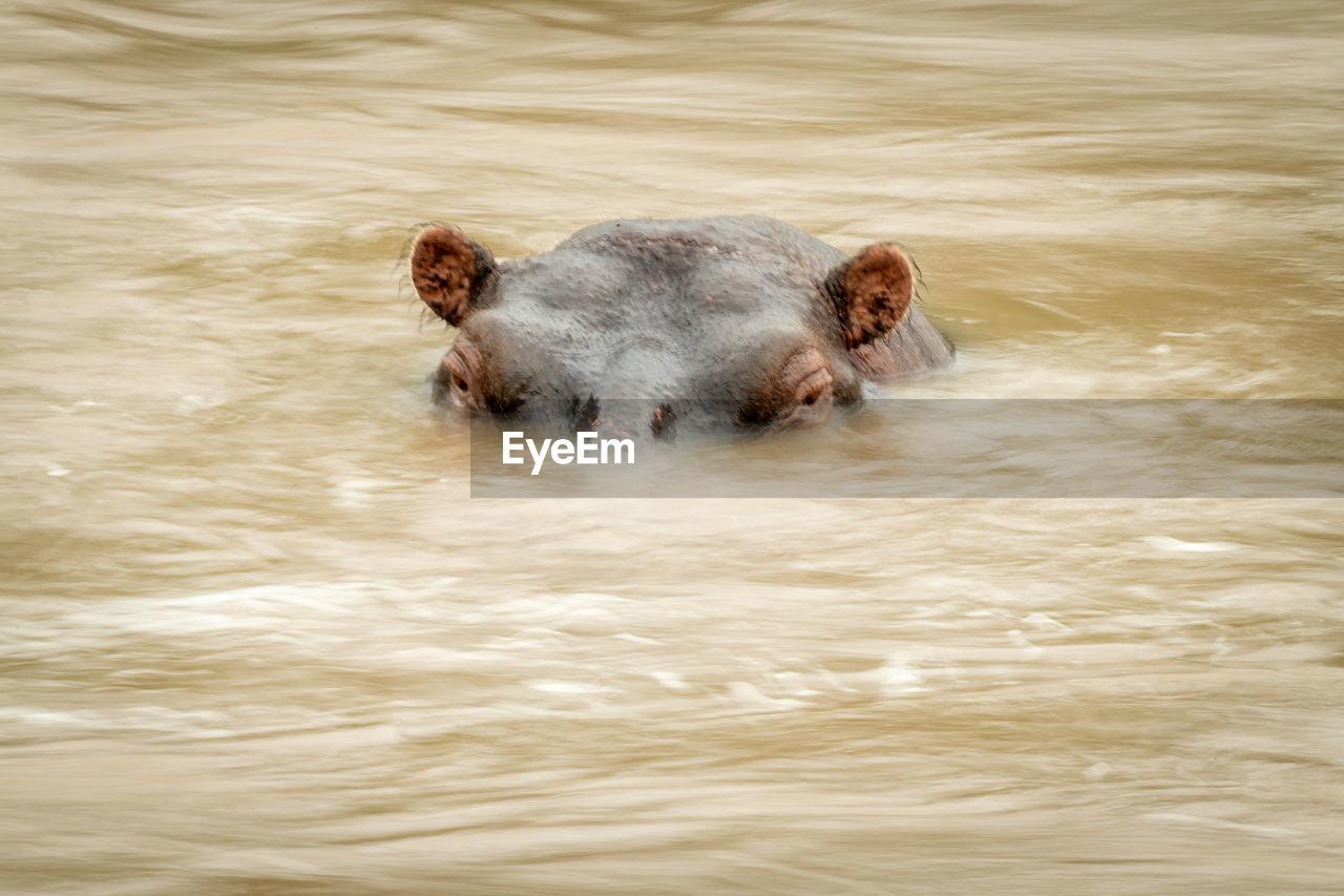 Hippo head surrounded by blurred muddy water