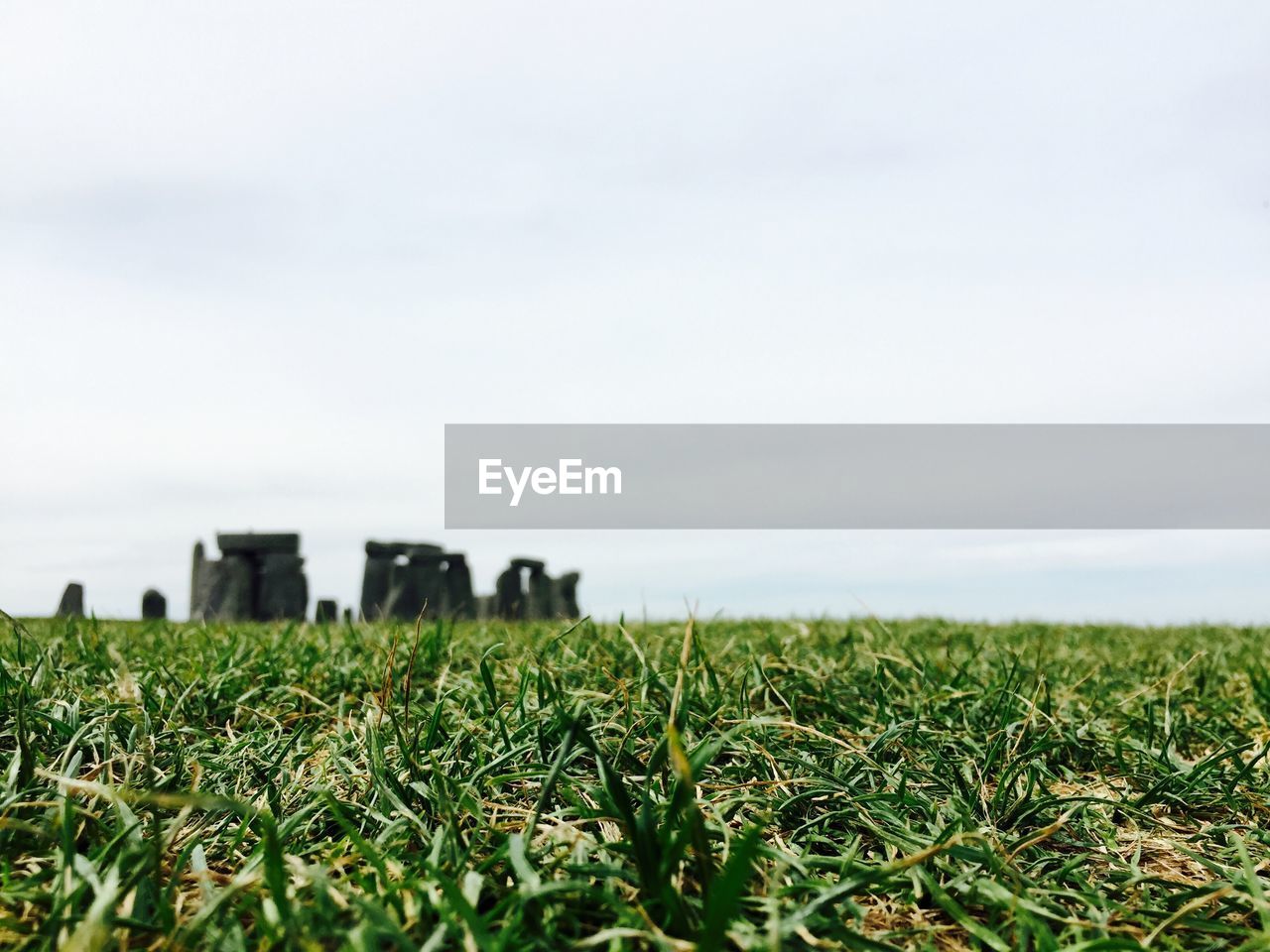 Close-up of plants on field against sky