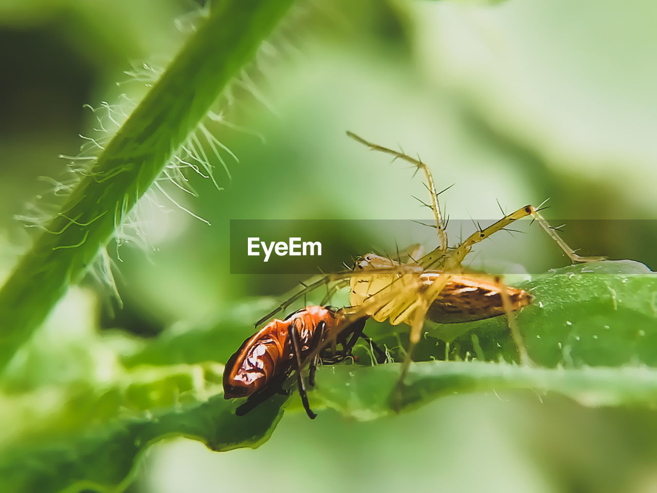 CLOSE-UP OF GRASSHOPPER ON LEAF