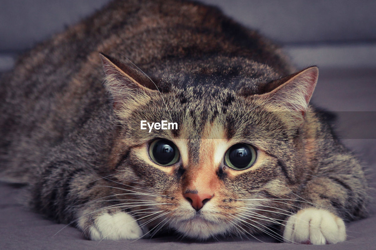 Close-up portrait of a cat