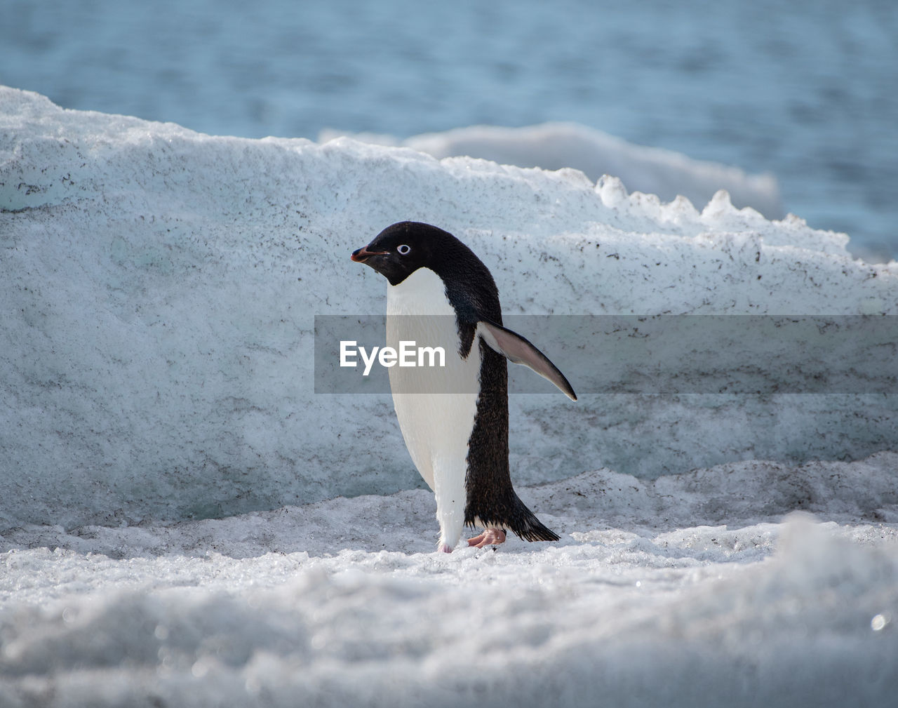 Close-up of penguin on snow