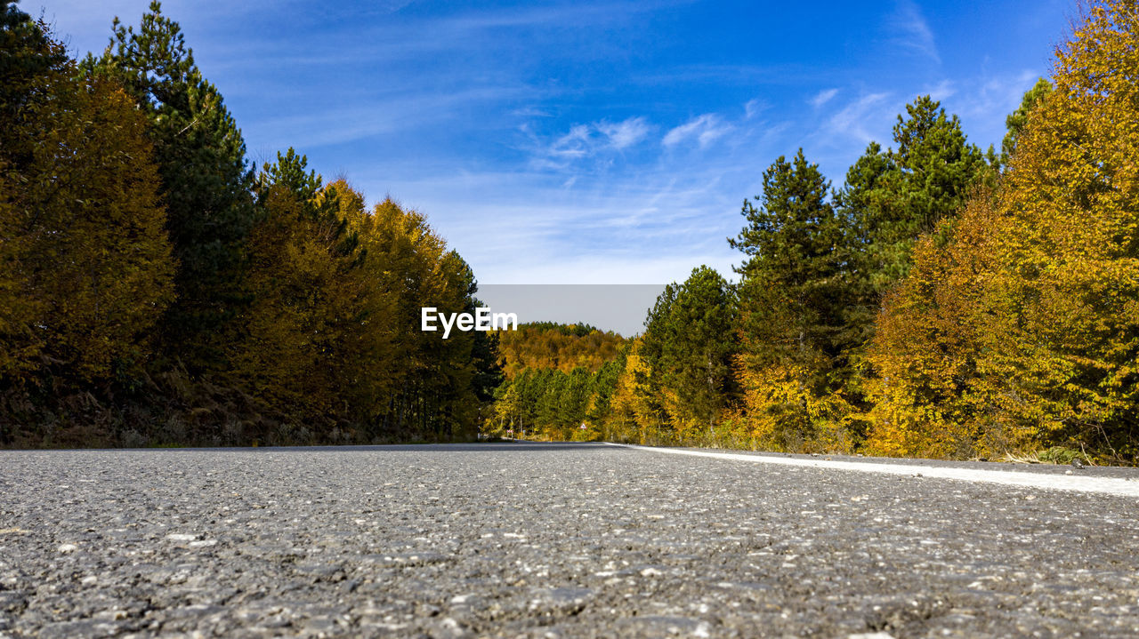 SURFACE LEVEL OF ROAD AMIDST TREES AGAINST SKY IN FOREST