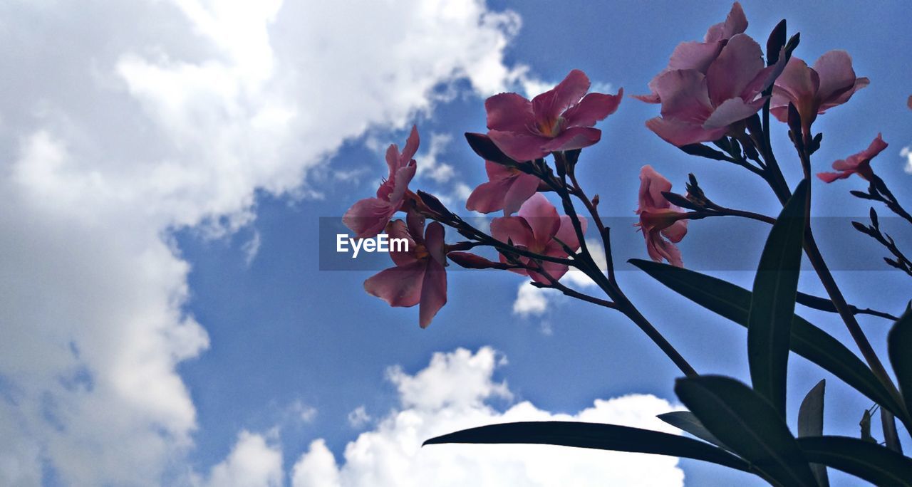 LOW ANGLE VIEW OF FLOWERING PLANT AGAINST SKY