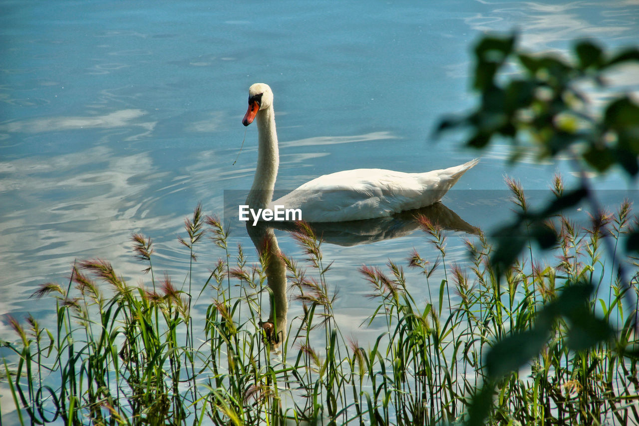 SWANS SWIMMING IN LAKE