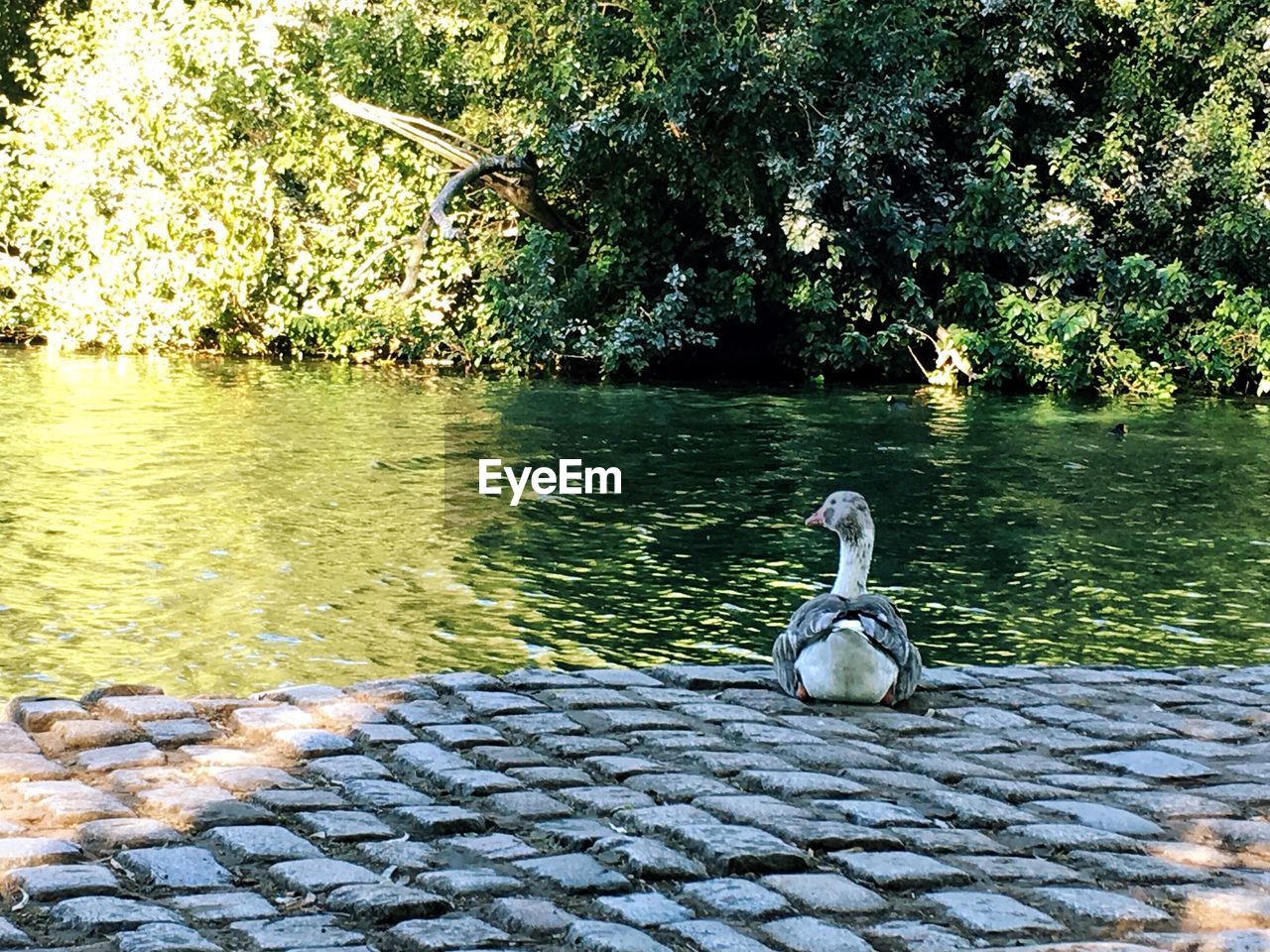 SWANS SWIMMING IN LAKE