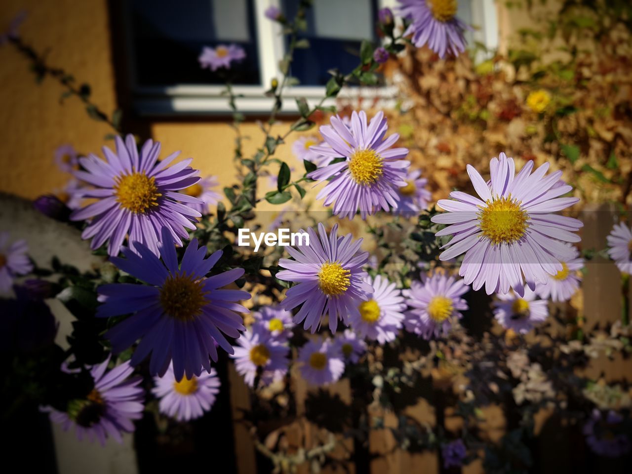 Close-up of purple flowering plants