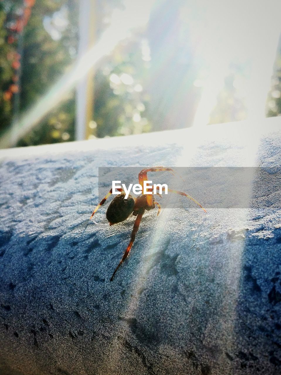 Close-up of spider on retaining wall