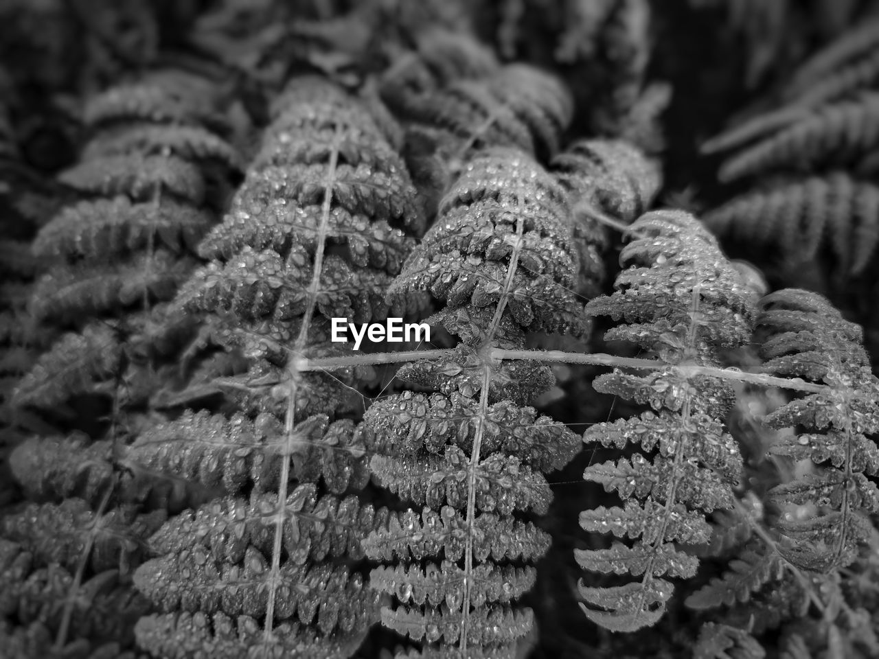 frost, black and white, no people, monochrome photography, close-up, monochrome, tree, rope, branch, nature, day, flower, pattern, plant, focus on foreground, leaf, full frame, outdoors, macro photography, growth, selective focus, backgrounds