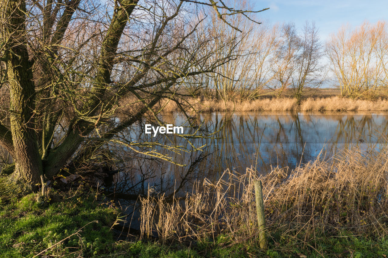 SCENIC VIEW OF LAKE BY TREES