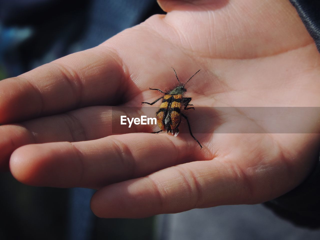 Close-up of hand holding small insect