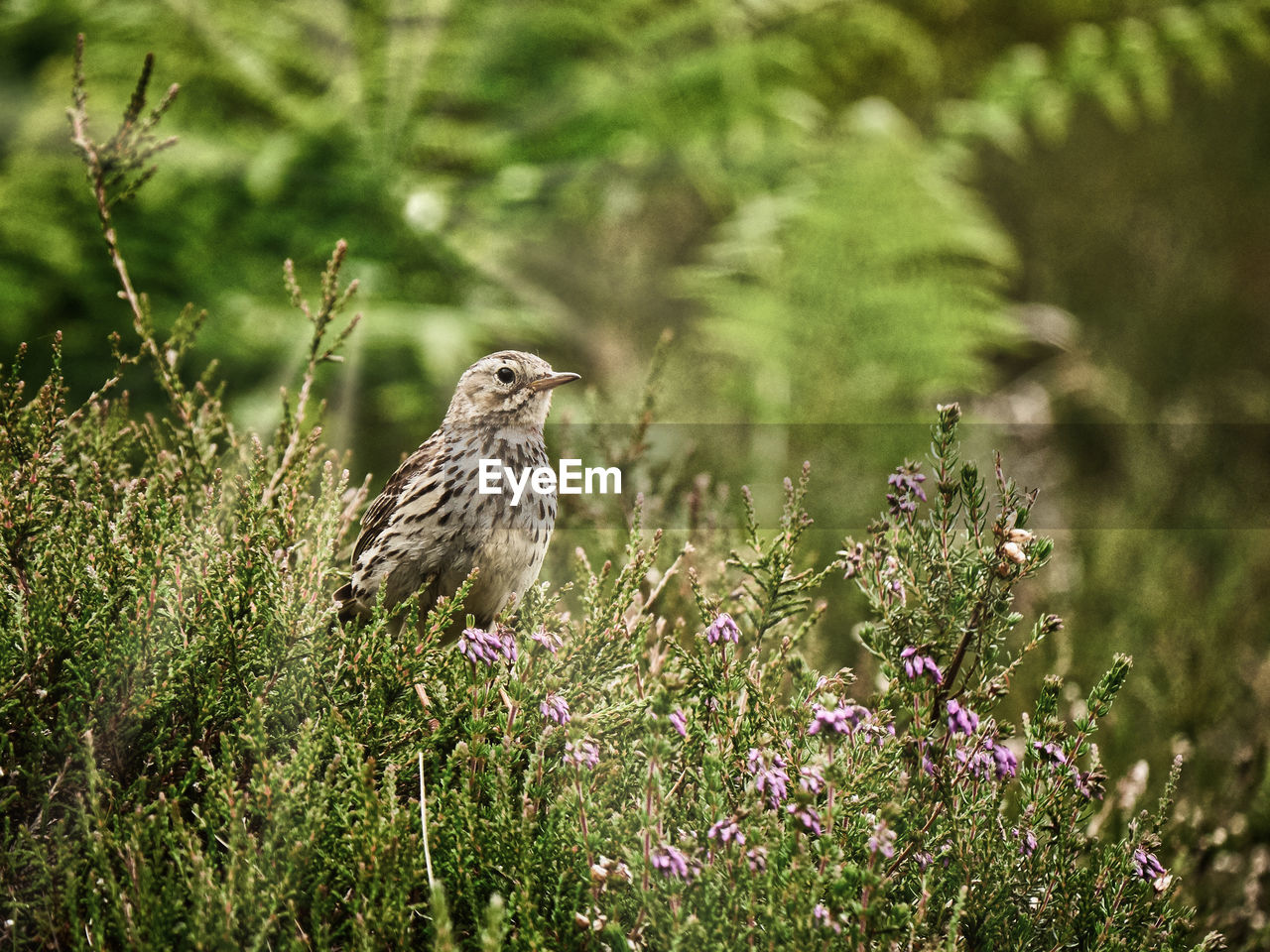 BIRD PERCHING ON PLANT