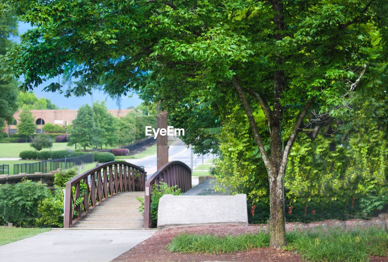 Trees and plants amidst footbridge in park