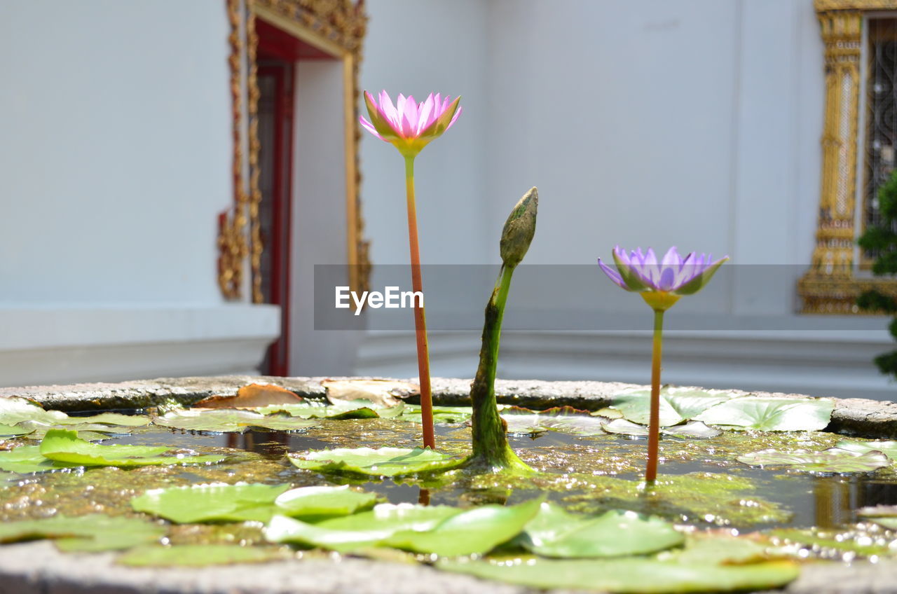 Close-up of pink lotus water lily blooming in pond