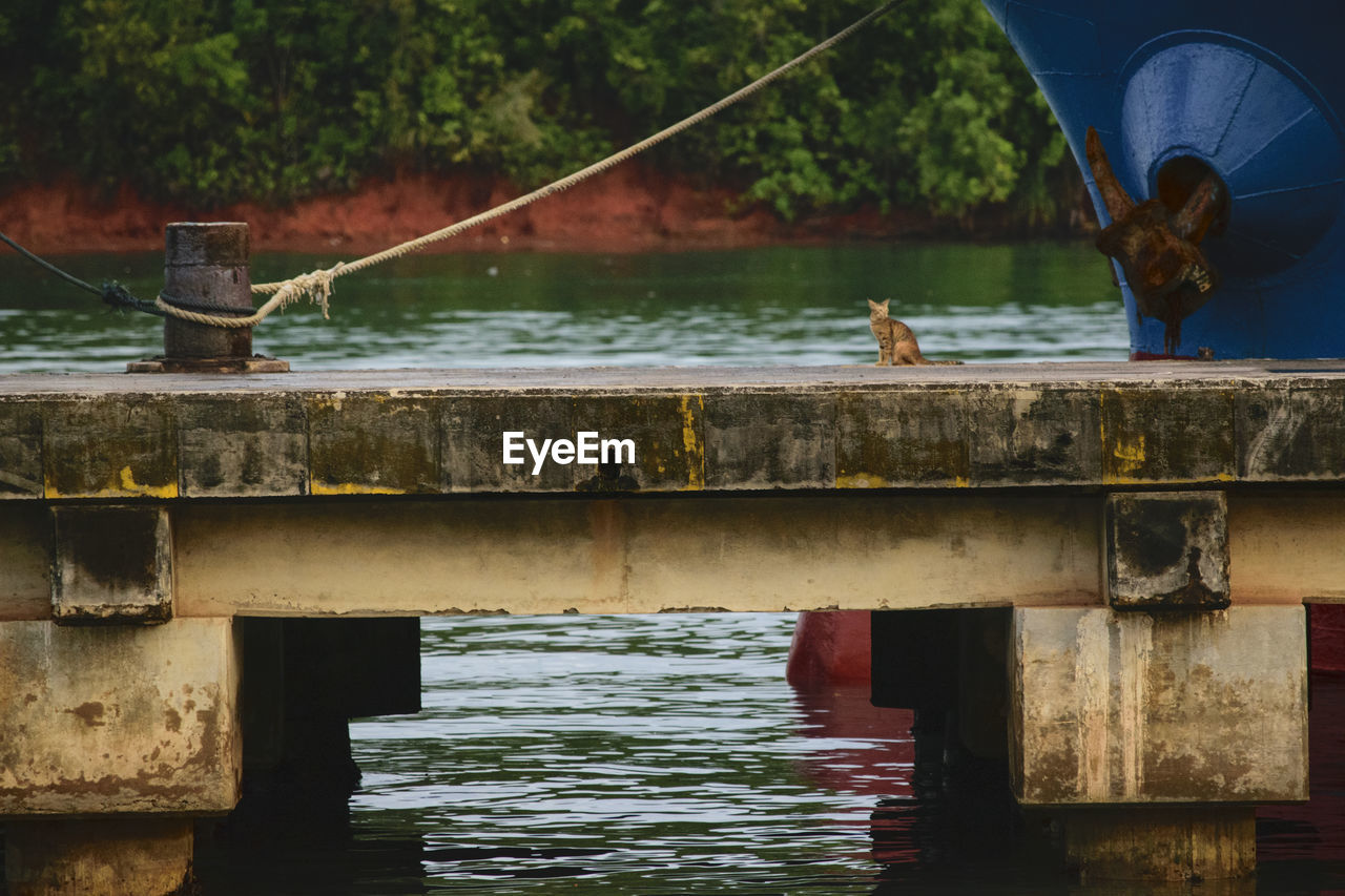 Cat sitting on pier over lake