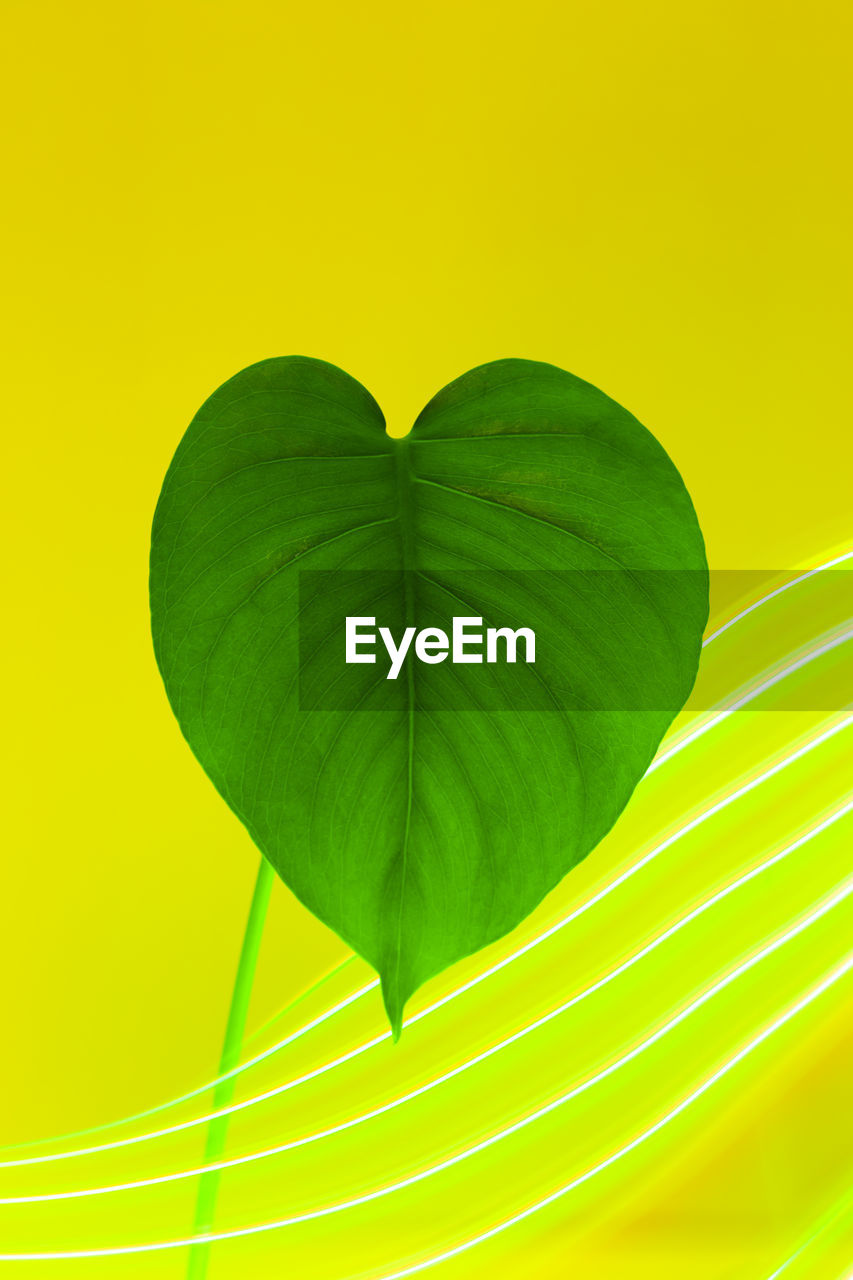 yellow, leaf, green, plant part, heart shape, heart, positive emotion, no people, nature, love, creativity, petal, vibrant color, colored background, close-up, plant, emotion, studio shot, flower, backgrounds, beauty in nature, pattern, outdoors, freshness