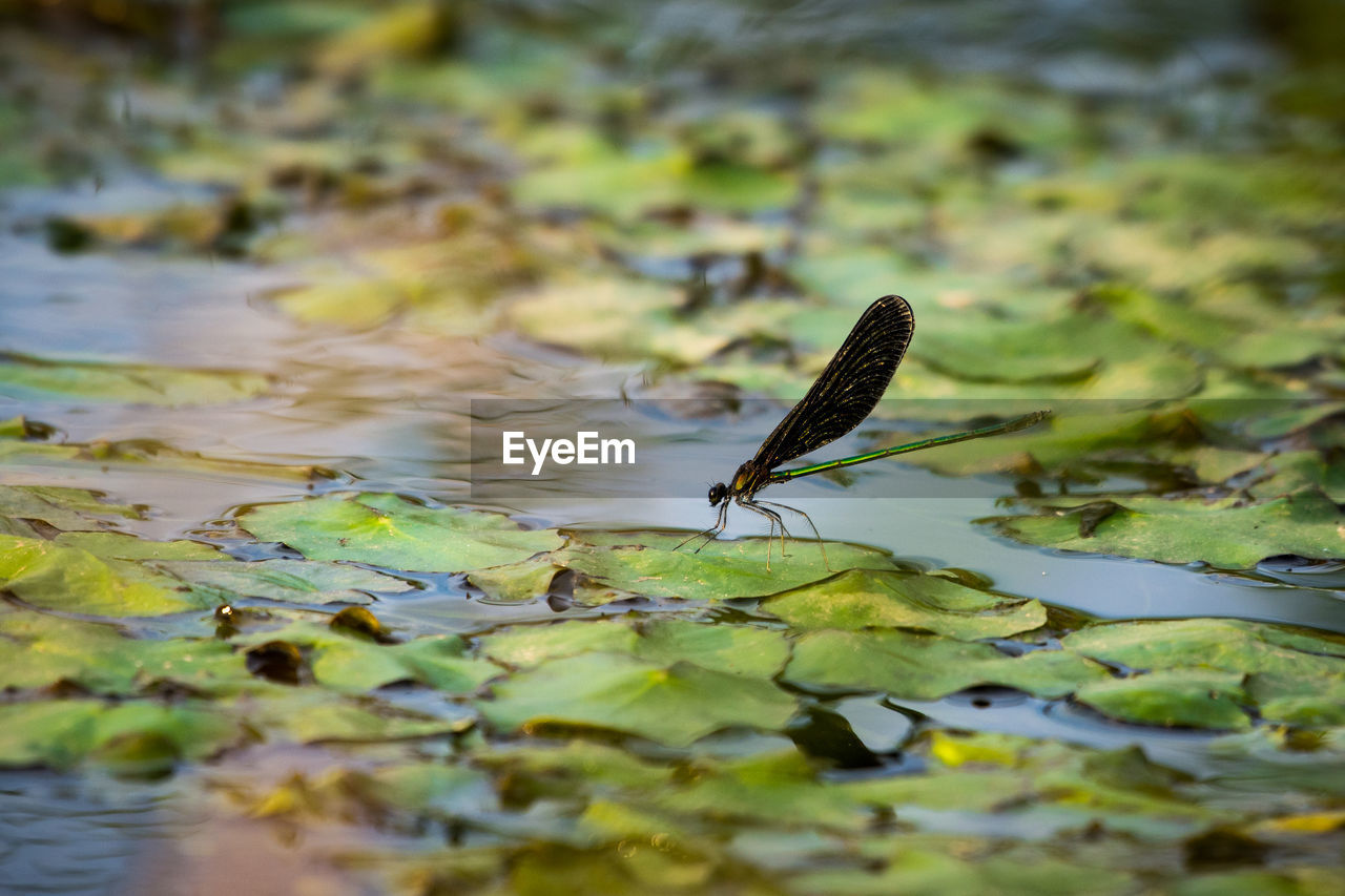 Close-up of damselfly on leaf in lake