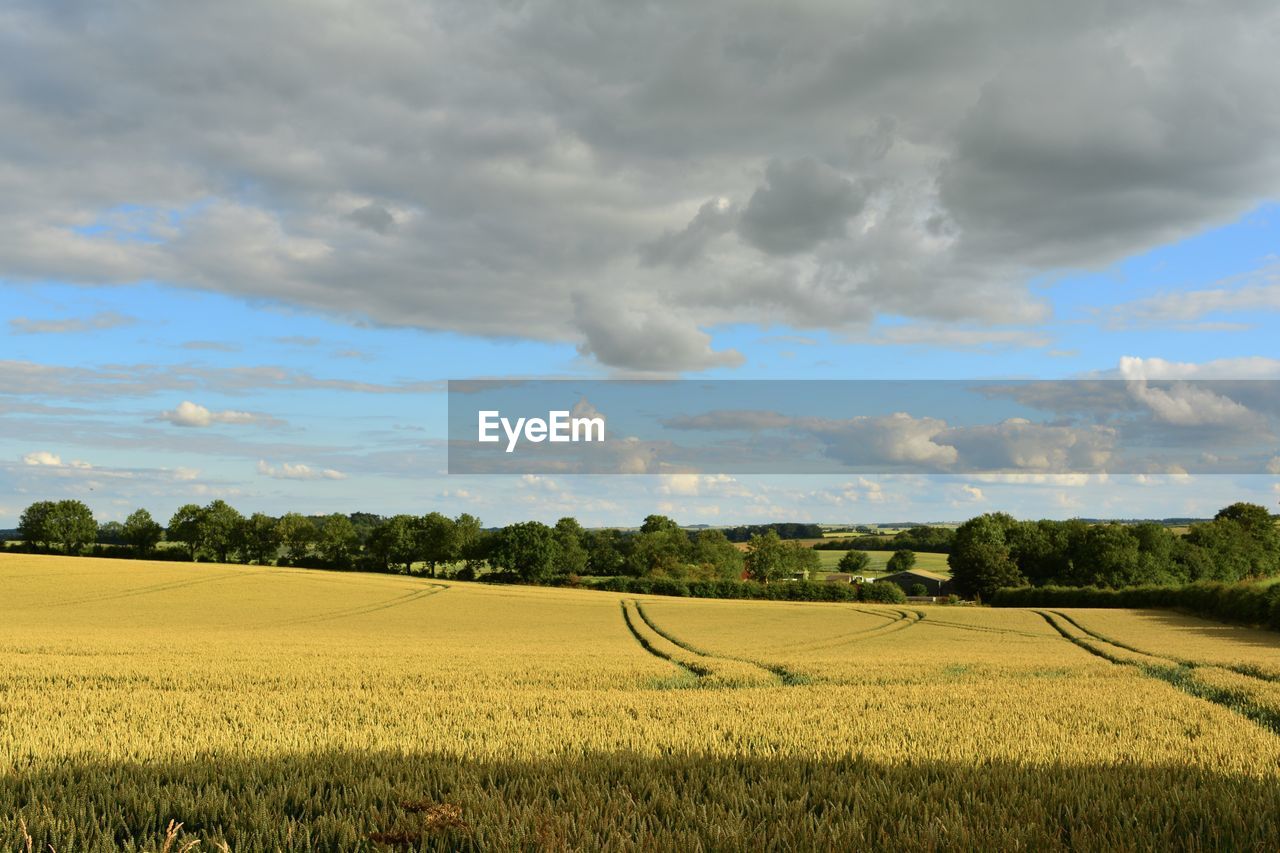 Scenic view of agricultural field against sky