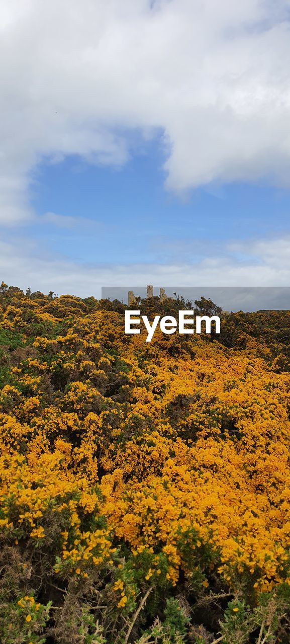yellow, sunlight, nature, plant, tree, leaf, sky, cloud, beauty in nature, day, no people, reflection, autumn, tranquility, scenics - nature, growth, outdoors, low angle view, land, green, tranquil scene, environment, flower, non-urban scene, idyllic, landscape, panoramic