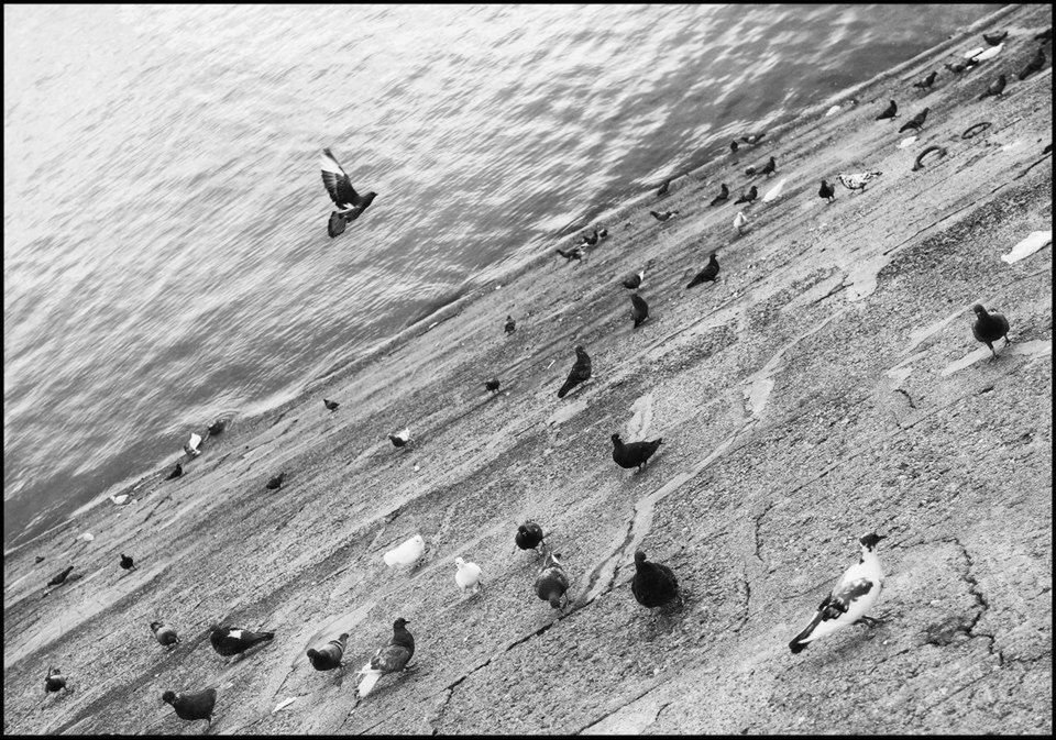 BIRDS FLYING OVER WHITE BACKGROUND