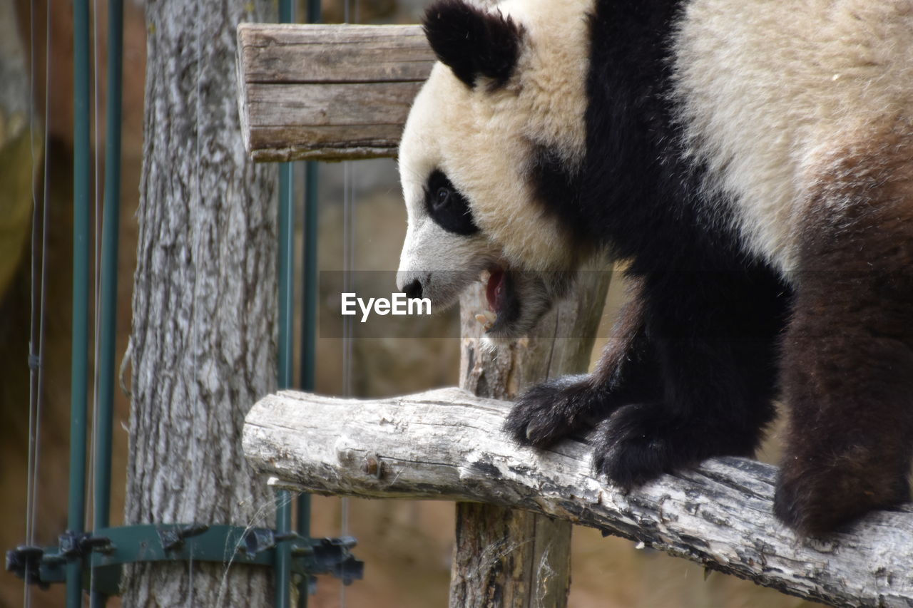 View of panda in zoo