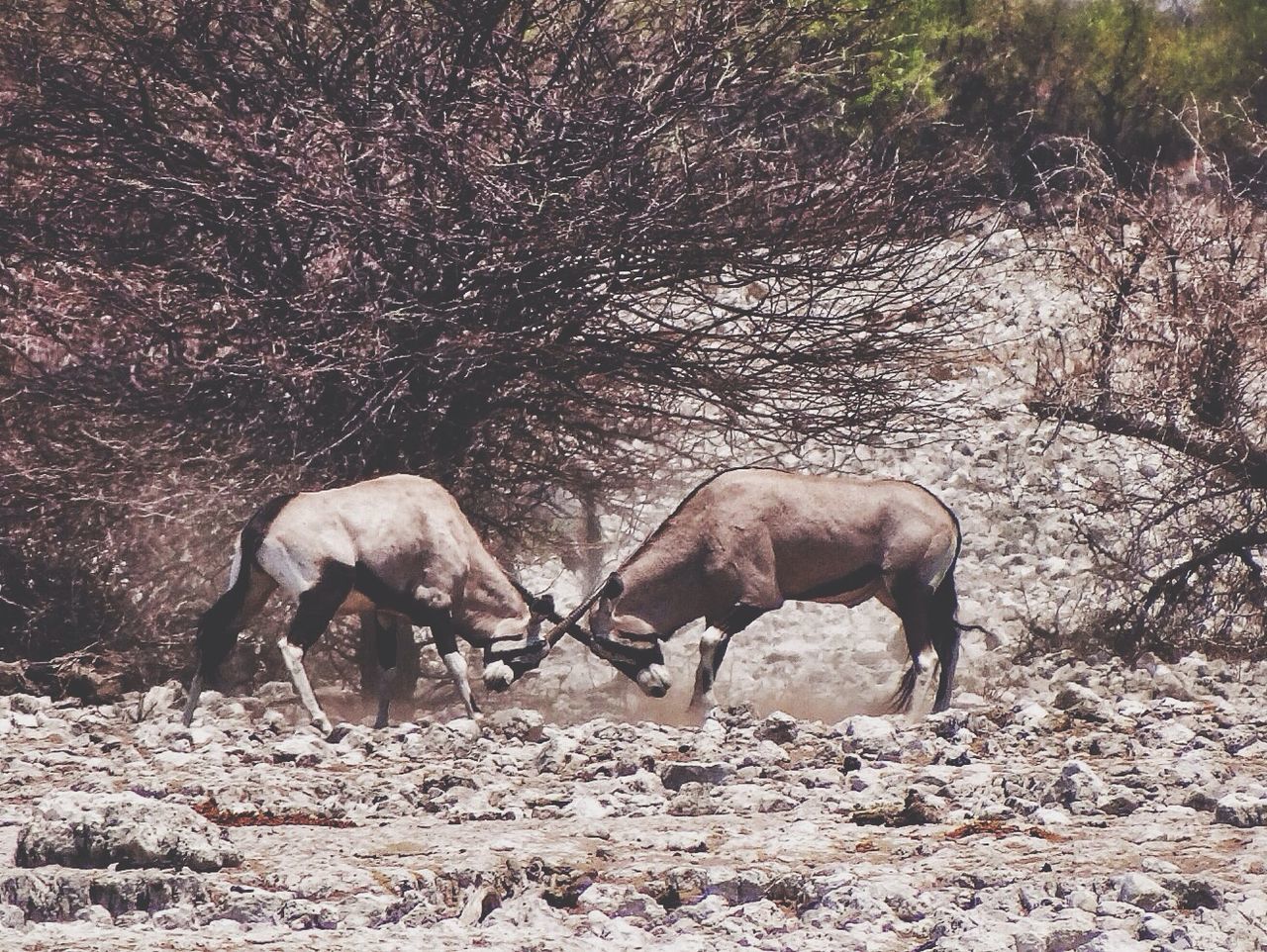 Side view of two animals horn fighting on landscape