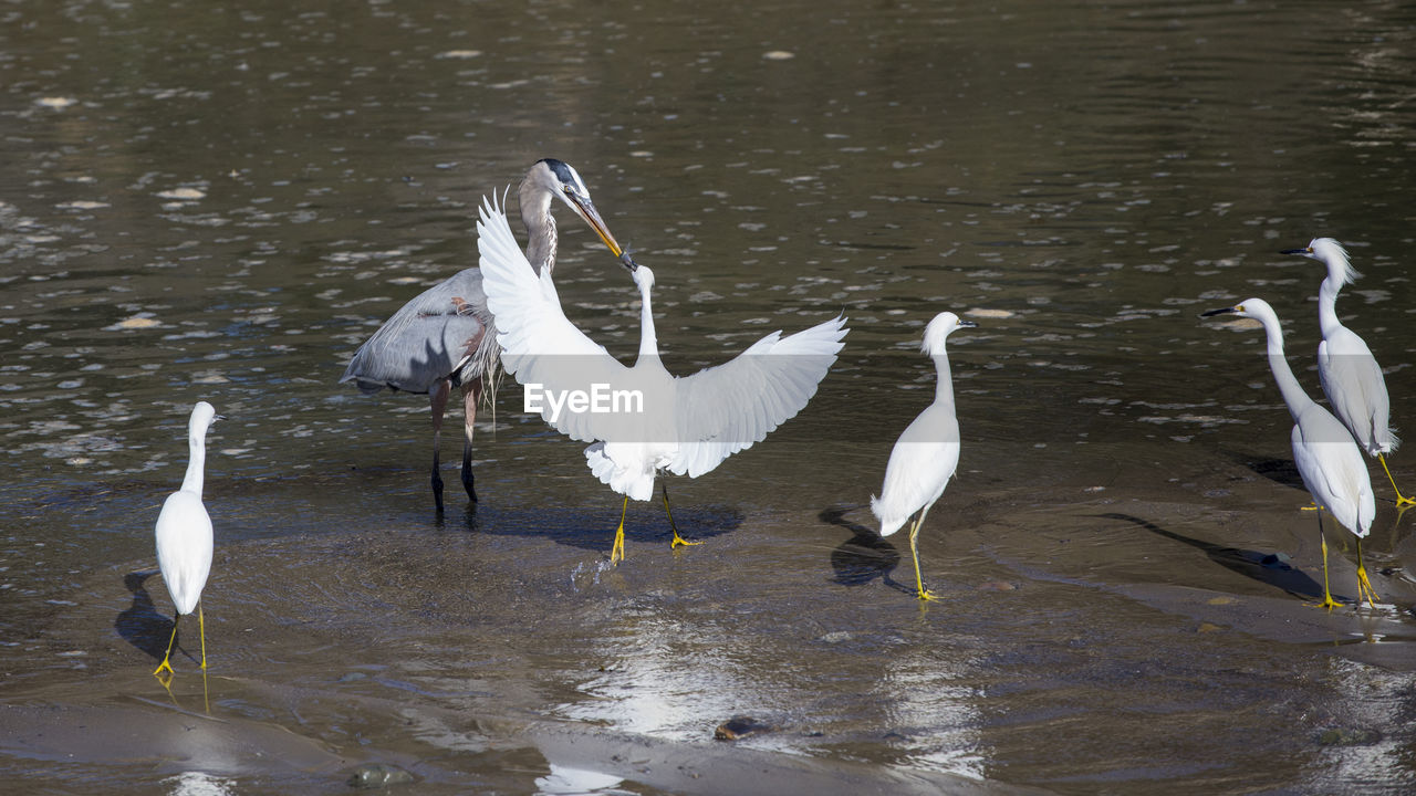 BIRDS ON A LAKE