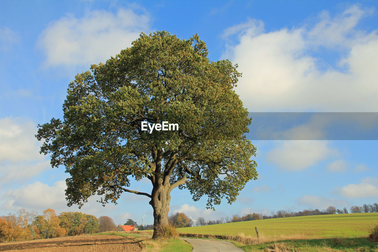 Oak tree on field against sky