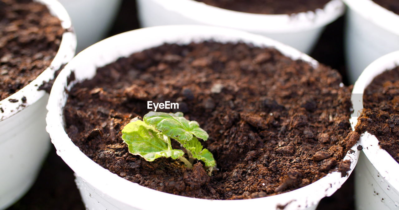 high angle view of potted plant