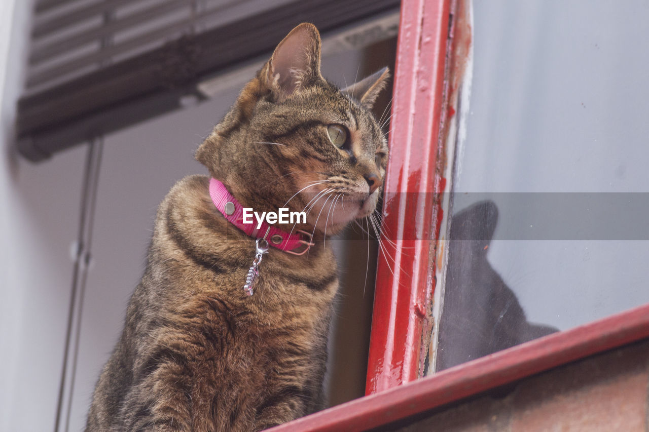 CLOSE-UP OF CAT LOOKING AWAY