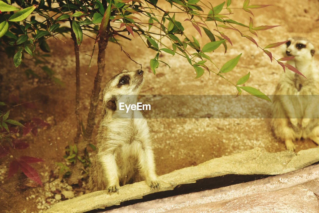 High angle view of meerkats on field