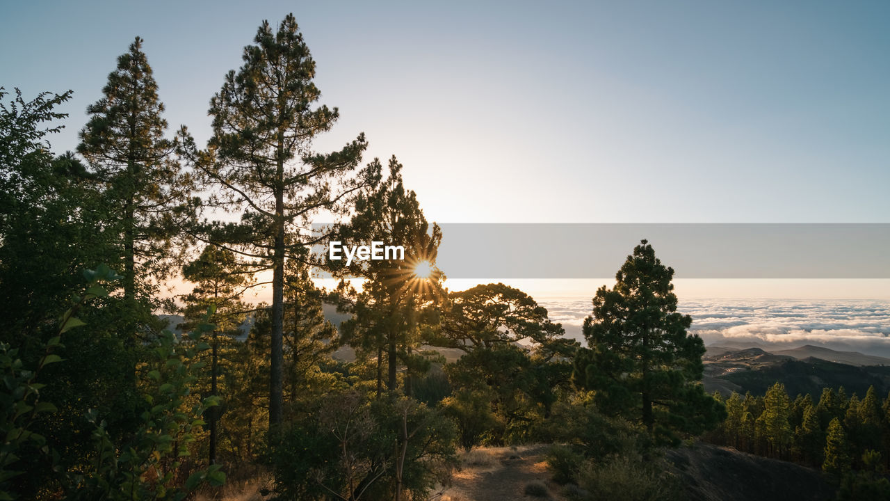 Sunset on the summit of gran canaria with the sun's rays between the branches of the pines