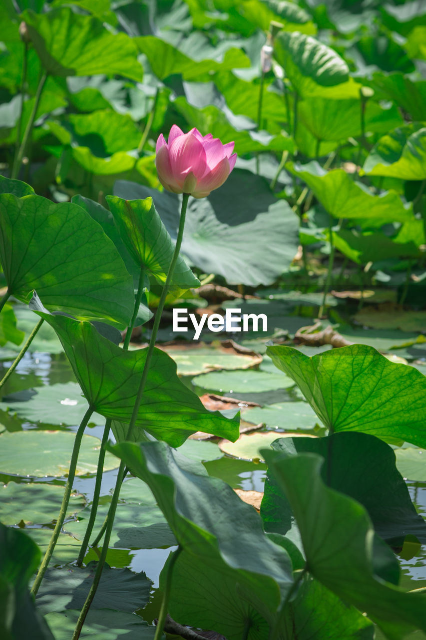 Close-up of lotus water lily in pond