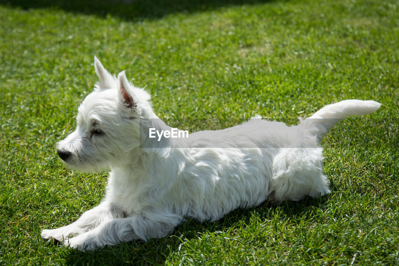 VIEW OF WHITE DOG ON GRASS