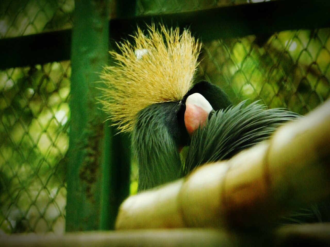 CLOSE-UP OF SPARROW IN CAGE