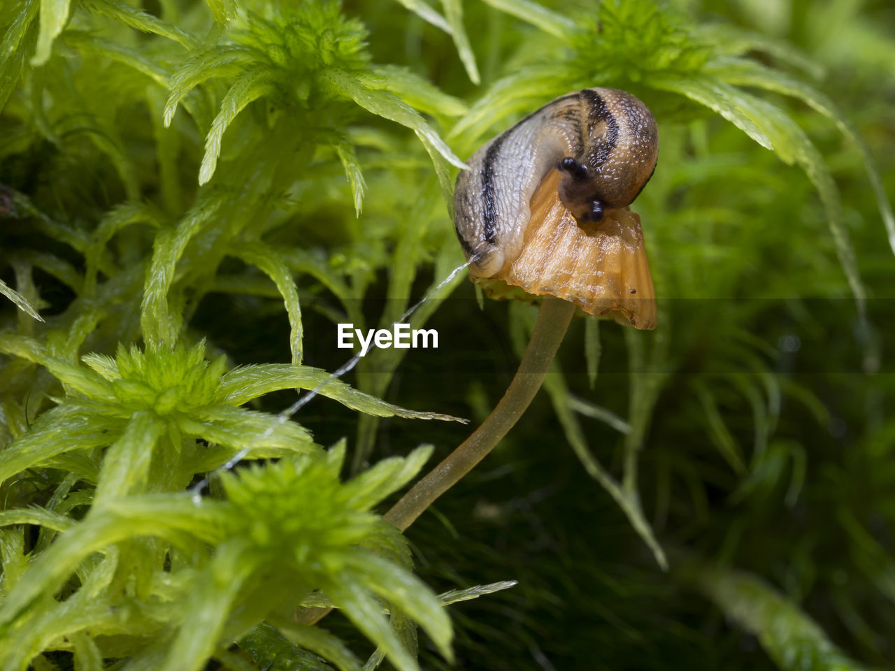 CLOSE-UP OF SNAIL ON PLANTS