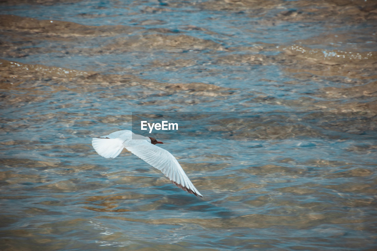 SWANS IN WATER