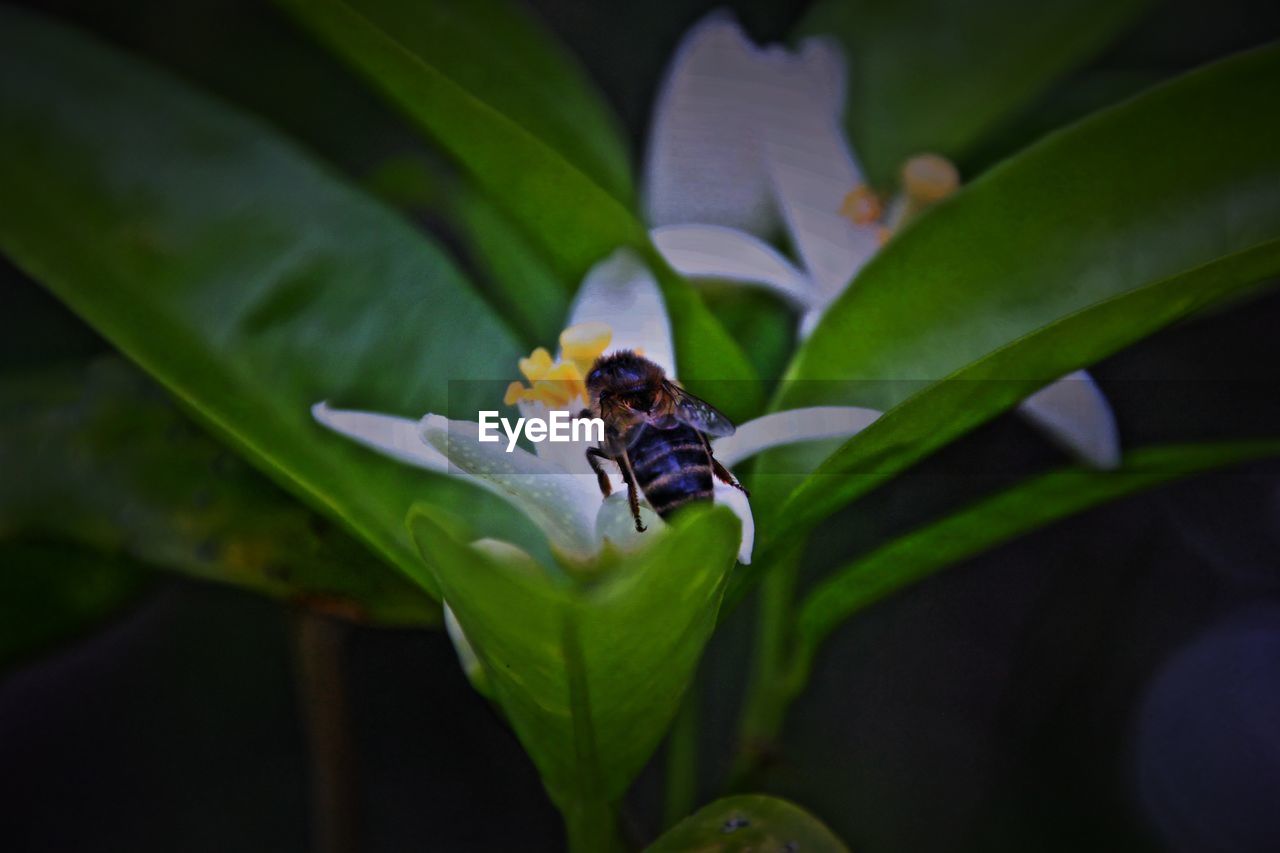 Close-up of bee pollinating on flower