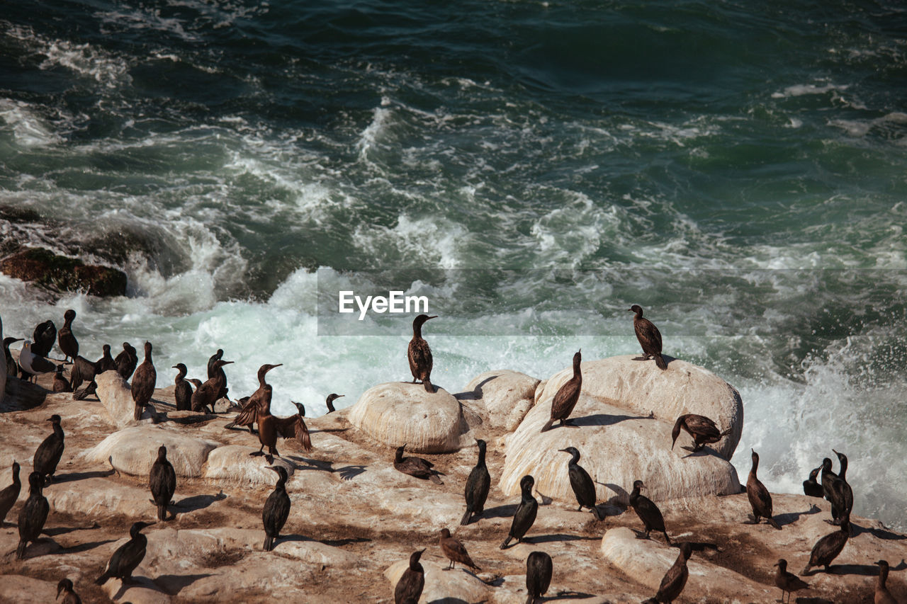 Flock of birds in sea. la jolla beach wildlife. cormorants resting on cliff