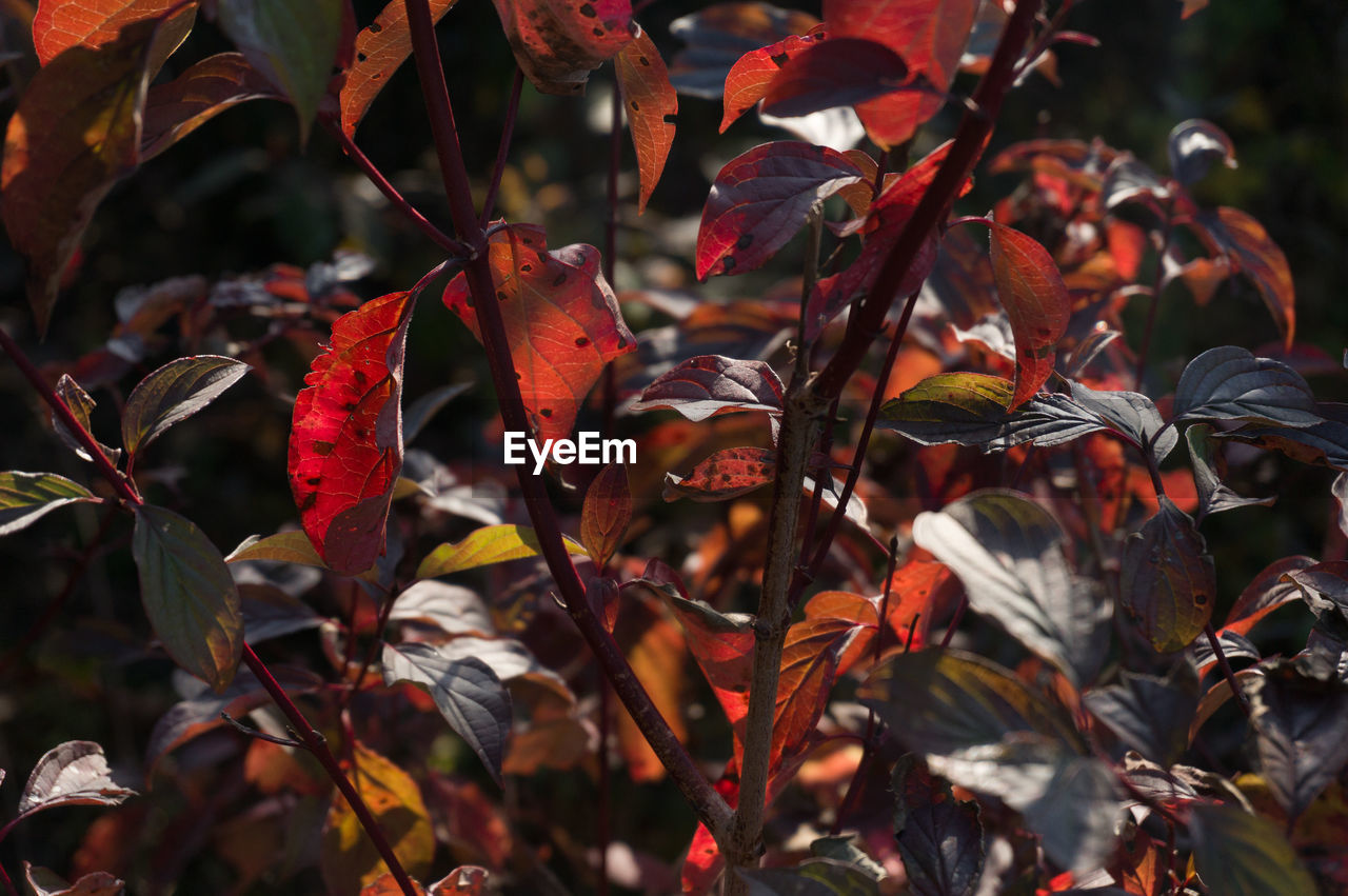 Close-up of autumnal leaves