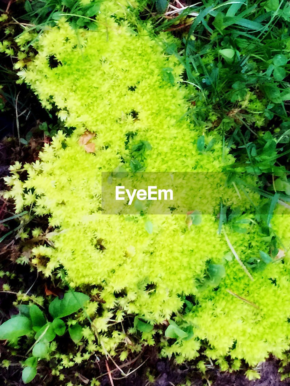 PLANTS GROWING ON A TREE