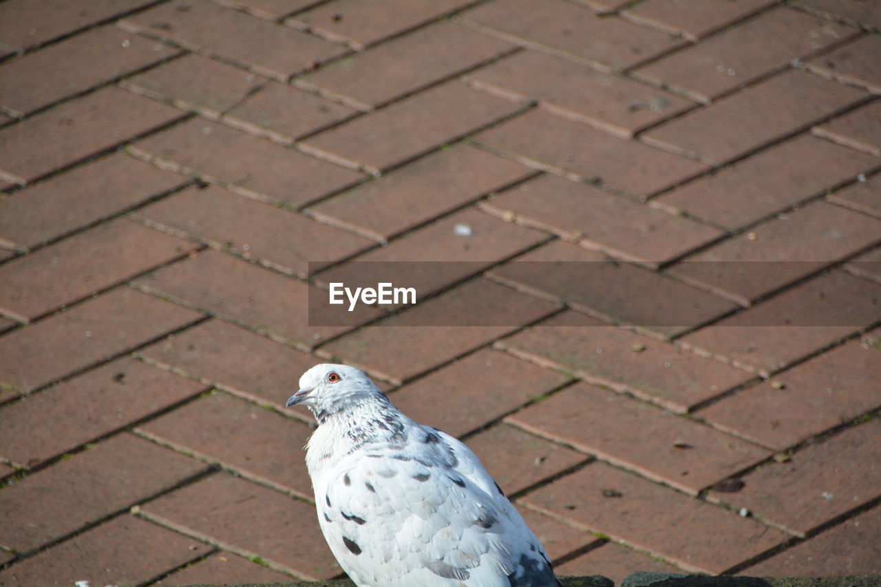 High angle view of bird on footpath